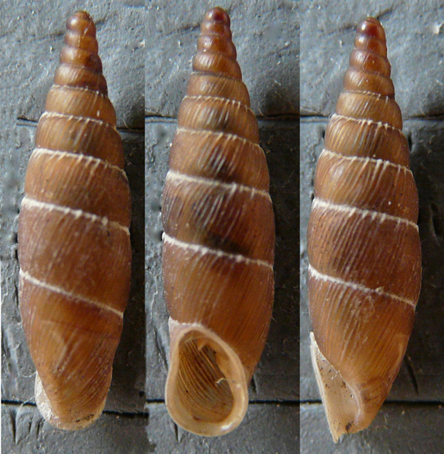 Charpentieria stenzii